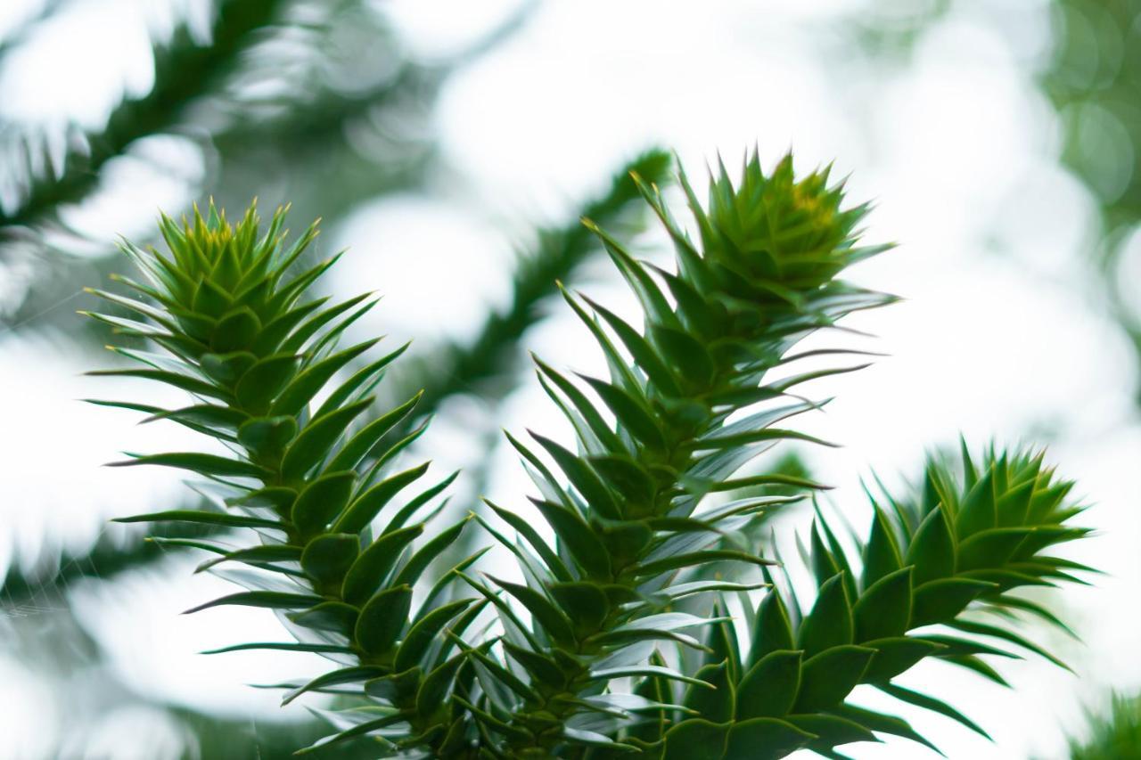 Le Gite Araucaria Ле-Тийёль Экстерьер фото